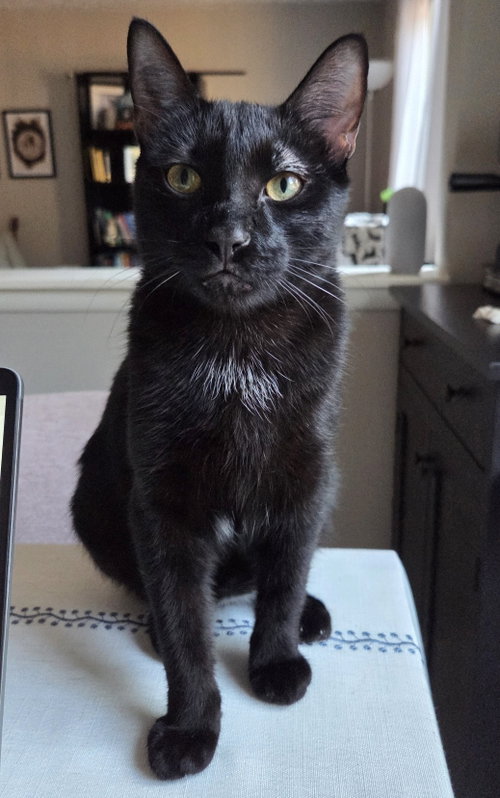 picture of the cat needing adoption