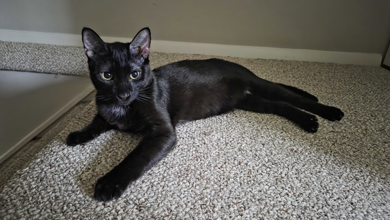 Soren, photo 18