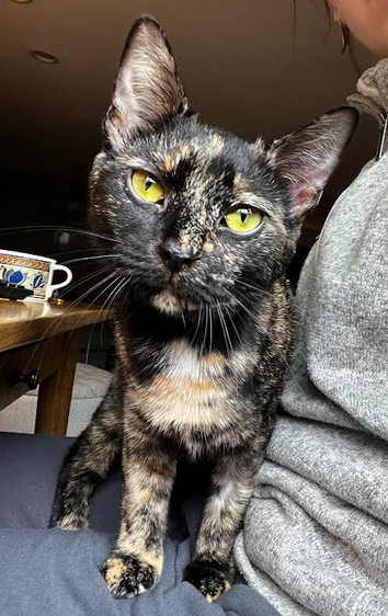 picture of the cat needing adoption