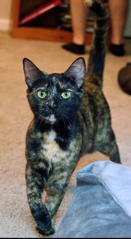 Eevee, an adoptable Domestic Short Hair in Reston, VA