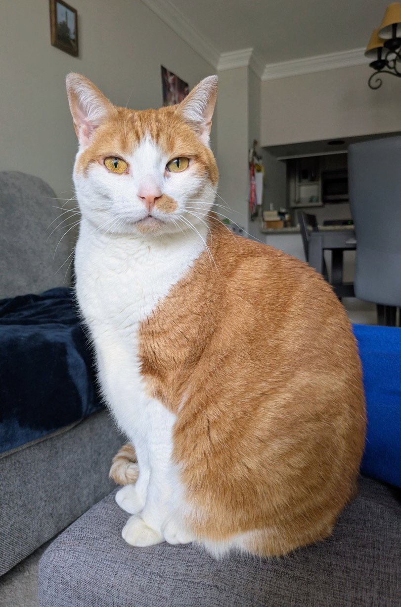Lucy Image