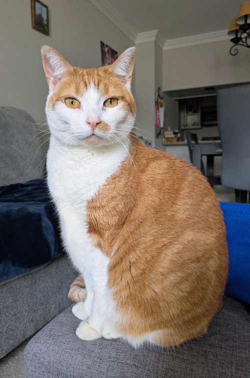 Lucy, Adult Domestic Short Hair, cat for adoption in Manassas, Virginia