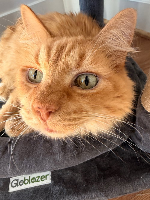 Ashton, an adoptable Domestic Medium Hair in Reston, VA