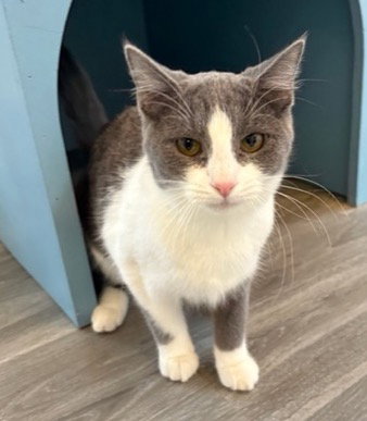 picture of the cat needing adoption