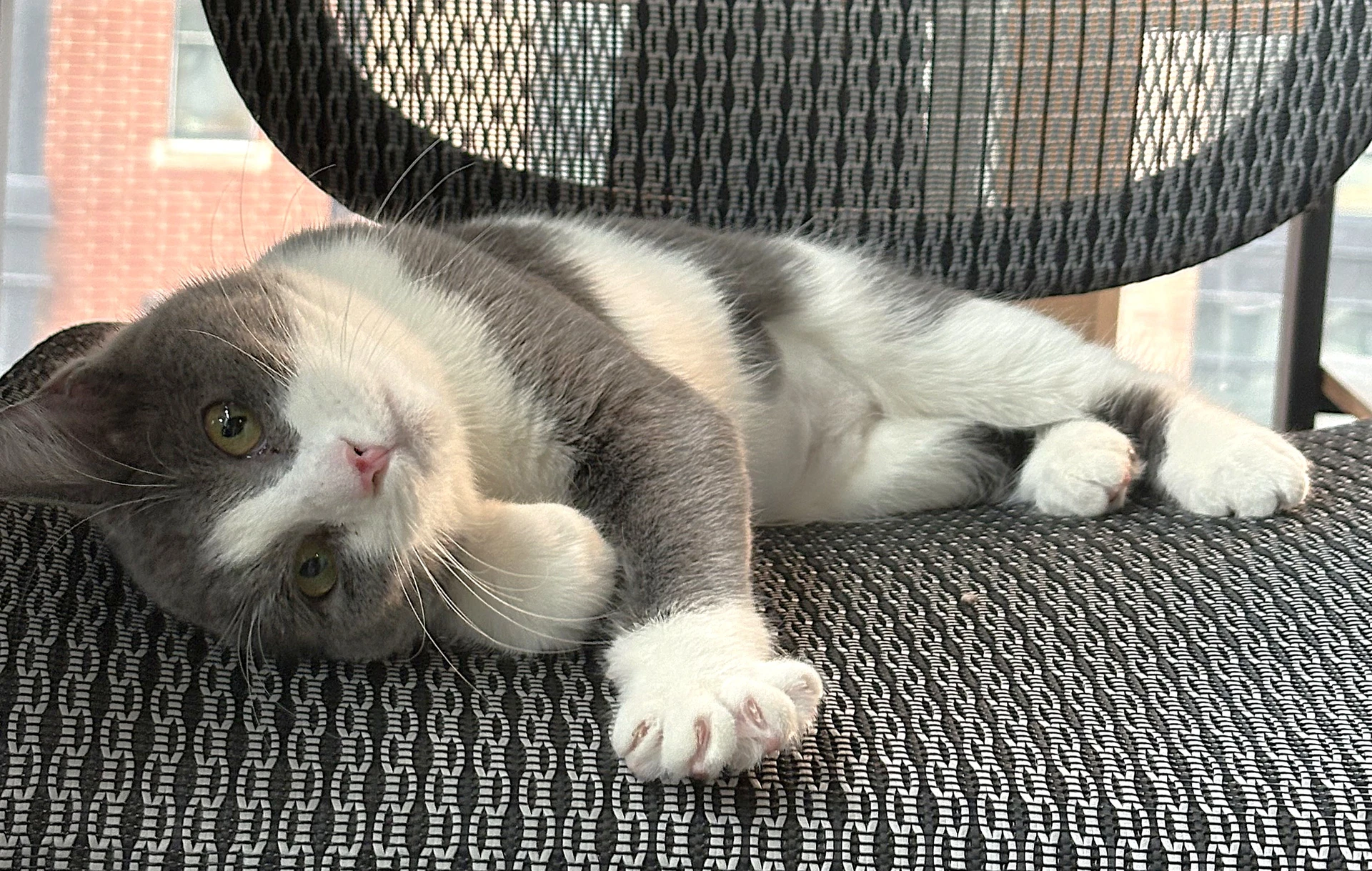 Vee
