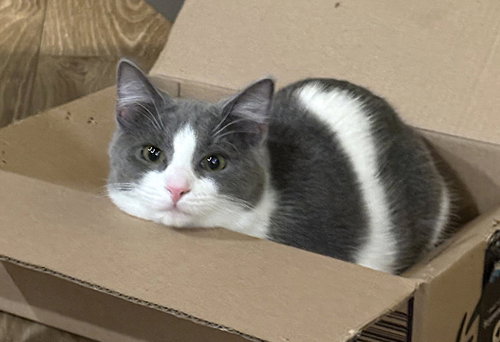 Vee, an adoptable Domestic Short Hair in Reston, VA