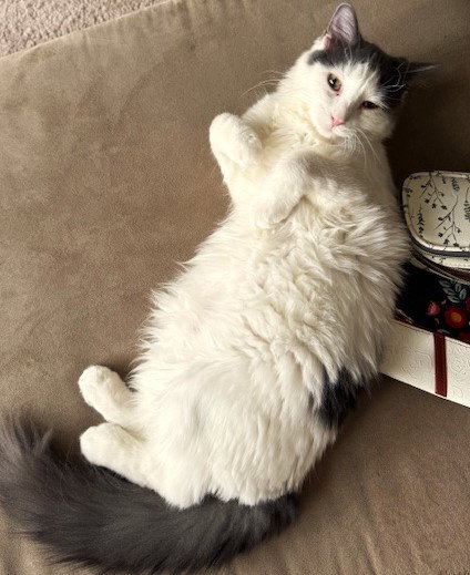picture of the cat needing adoption