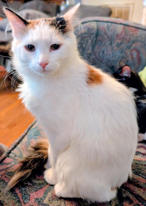 picture of the cat needing adoption