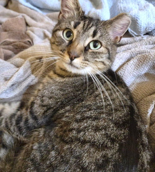 picture of the cat needing adoption