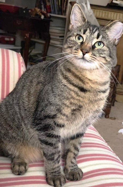 Lea, Adult Domestic Short Hair, cat for adoption in Manassas, Virginia