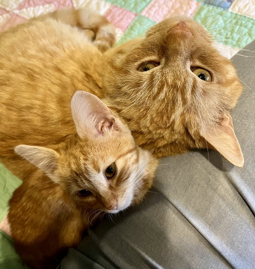 picture of the cat needing adoption