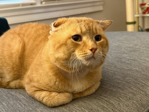 Alfred - FIV+, an adoptable Domestic Short Hair in Reston, VA