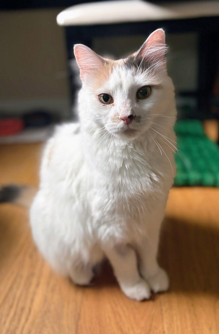 Gertie Image