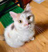 Gertie - Photo 2