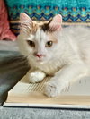 Gertie - Photo 6
