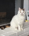 Gertie - Photo 3