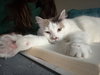 Gertie - Photo 9
