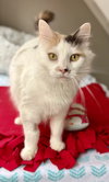 Gertie - Photo 4