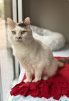 Gertie - Photo 8