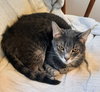 Taz - Photo 1