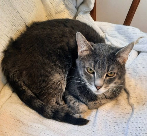 picture of the cat needing adoption