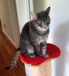 Taz - Photo 2