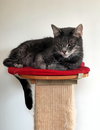Taz - Photo 3
