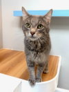 Taz - Photo 3