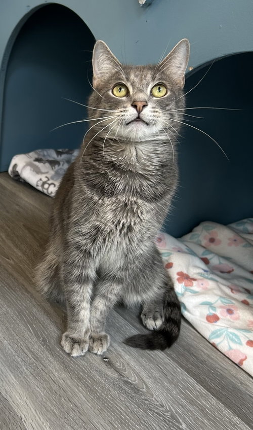 Taz, an adoptable Domestic Short Hair in Reston, VA