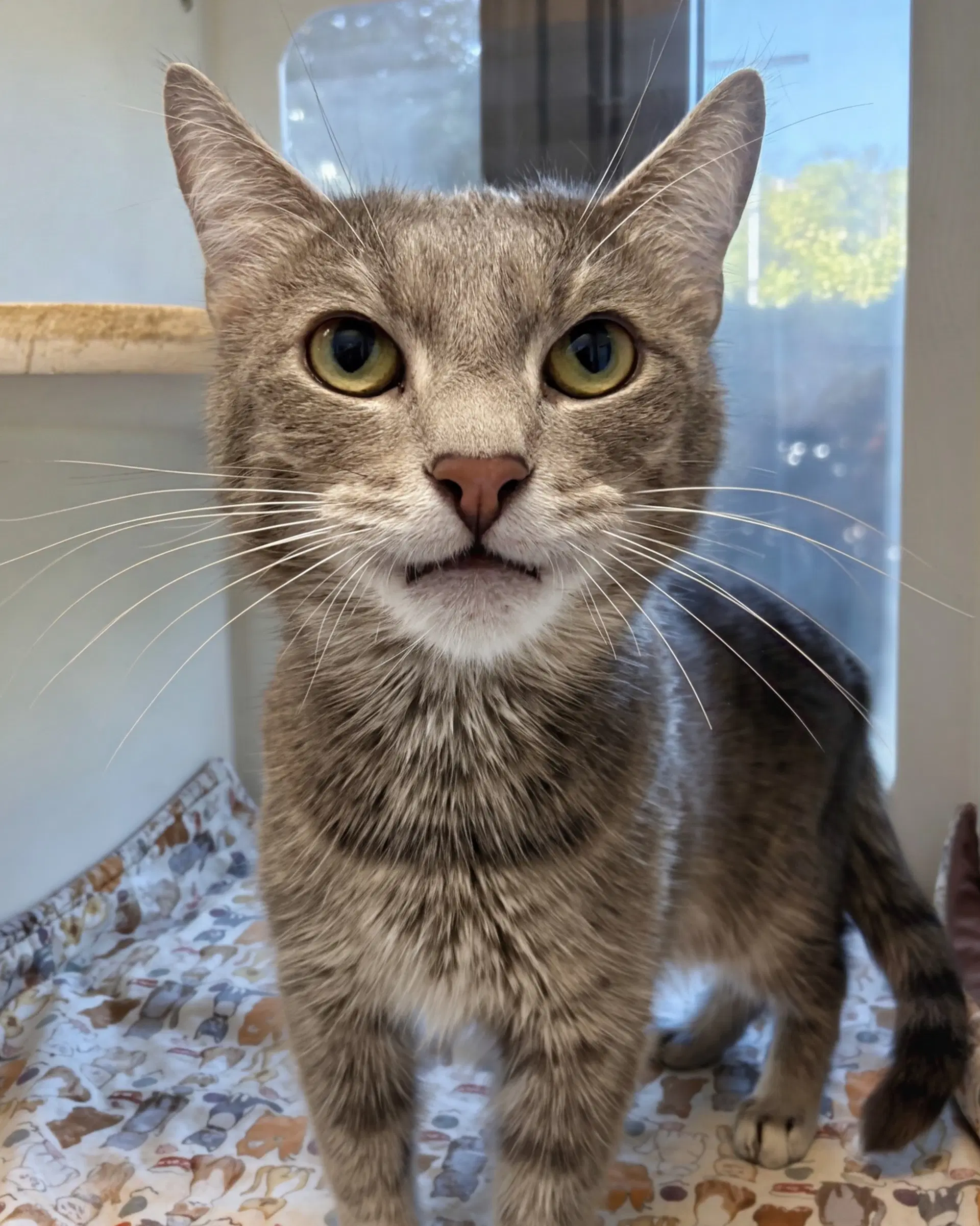 Taz - Domestic Short Hair