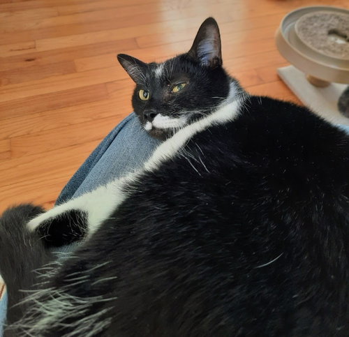 picture of the cat needing adoption