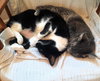 Blinky - Photo 3