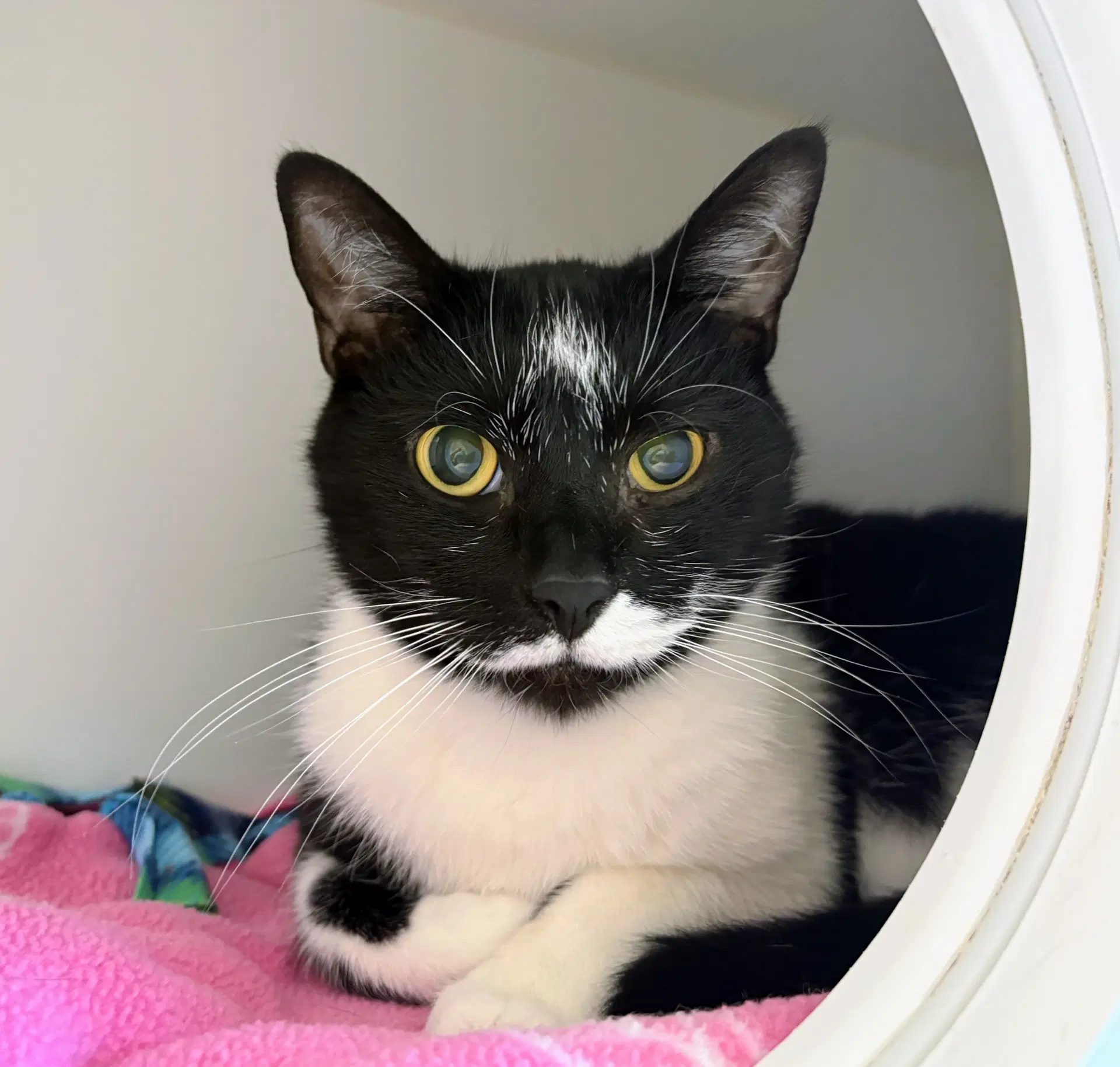 Blinky - Domestic Short Hair