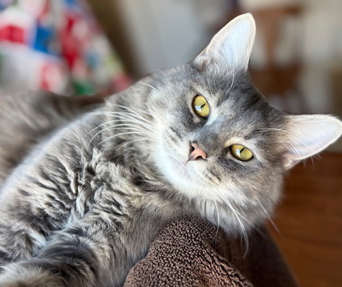 Barry, an adoptable Domestic Medium Hair in Reston, VA