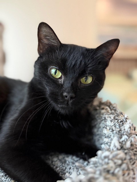 Sabrina, an adoptable Domestic Short Hair in Reston, VA