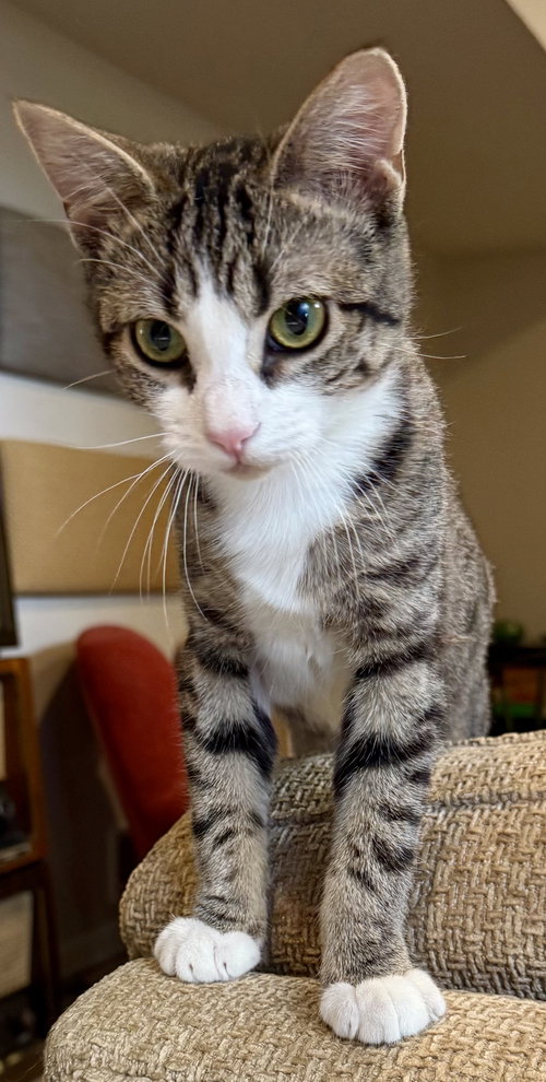 Elara, Baby Domestic Short Hair, cat for adoption in Manassas, Virginia