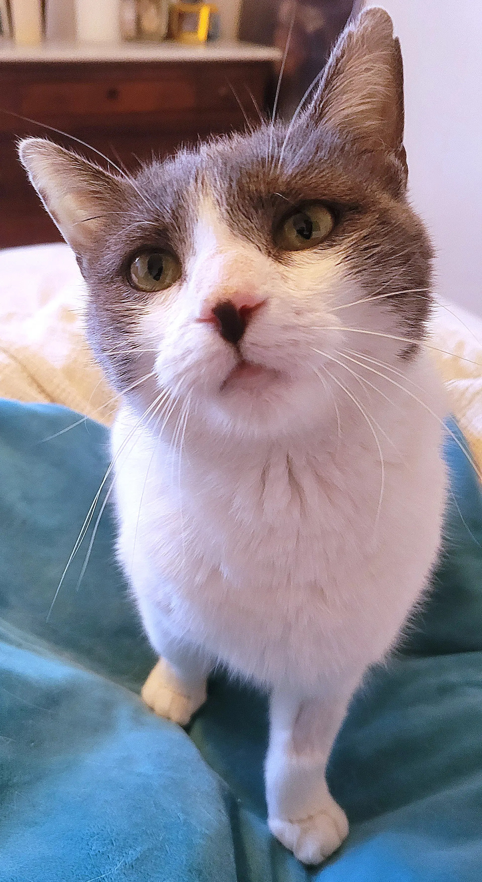 Rhiannon - Domestic Short Hair