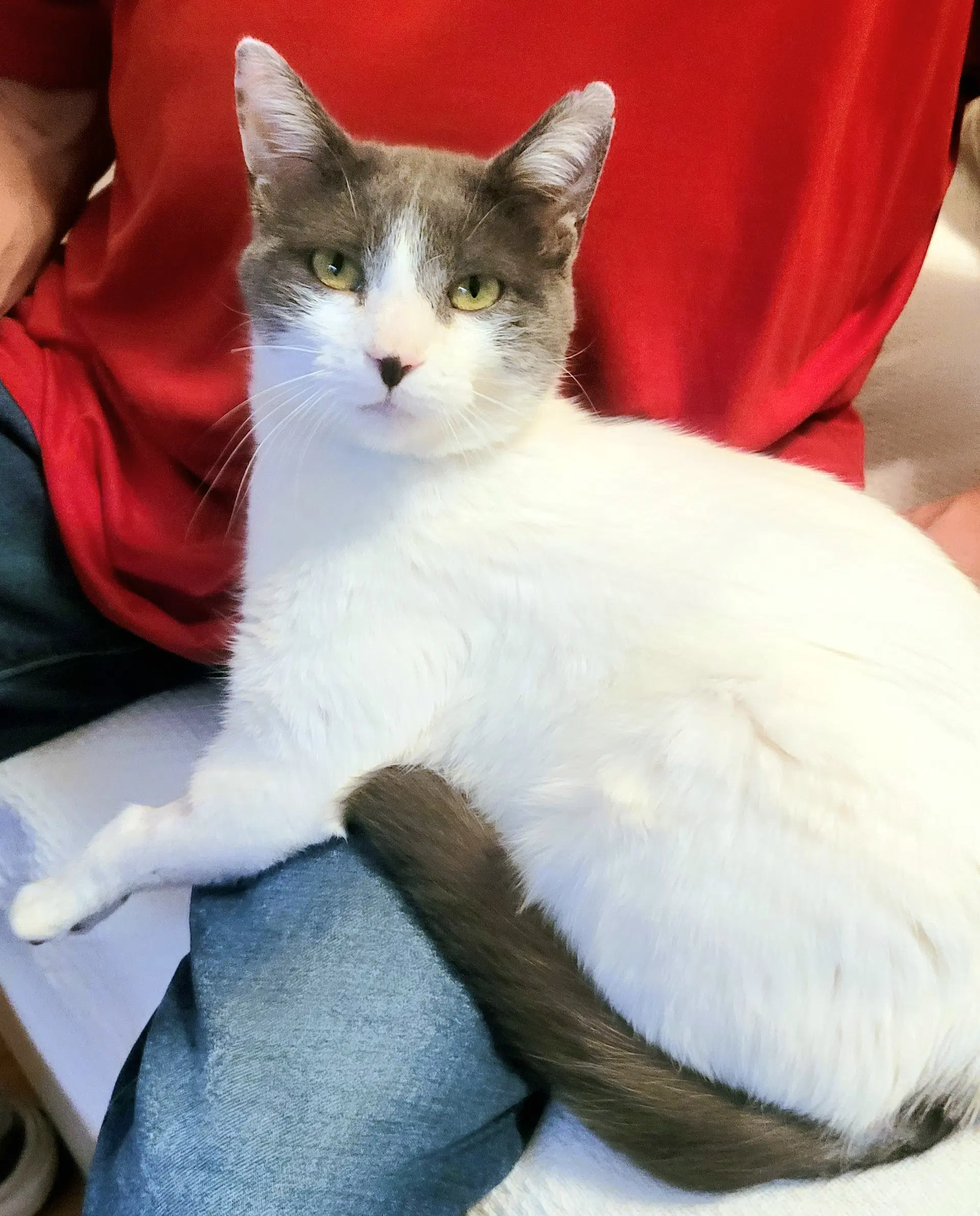 Rhiannon - Domestic Short Hair