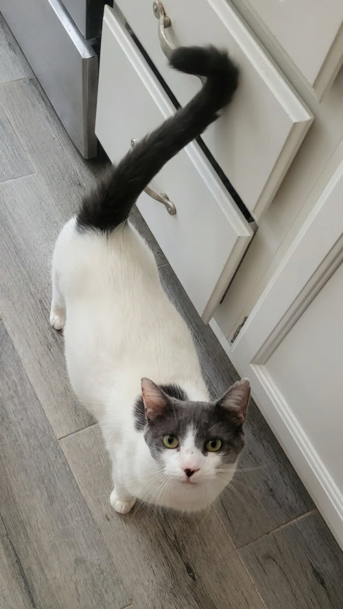 picture of the cat needing adoption