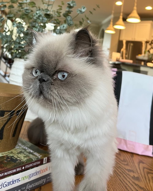 Matilda Rose, Adult Persian, cat for adoption in Manassas, Virginia