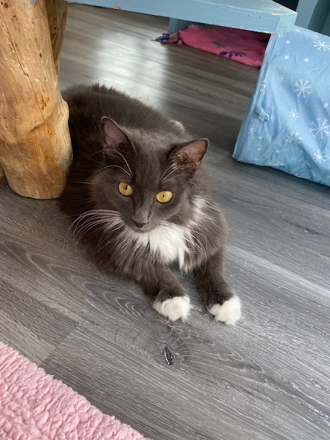 Delphine, Young Domestic Medium Hair, cat for adoption in Manassas, Virginia