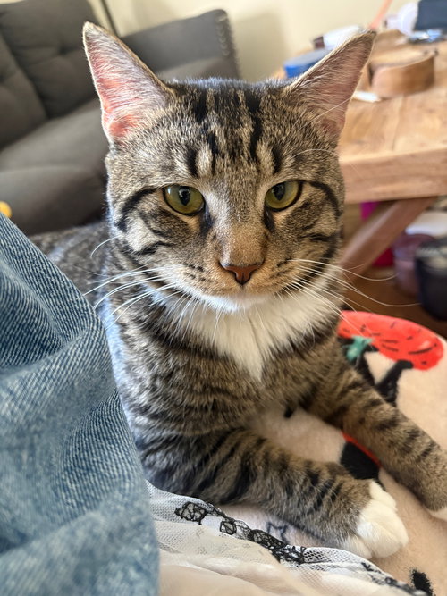 Milo, Young Domestic Short Hair, cat for adoption in Manassas, Virginia
