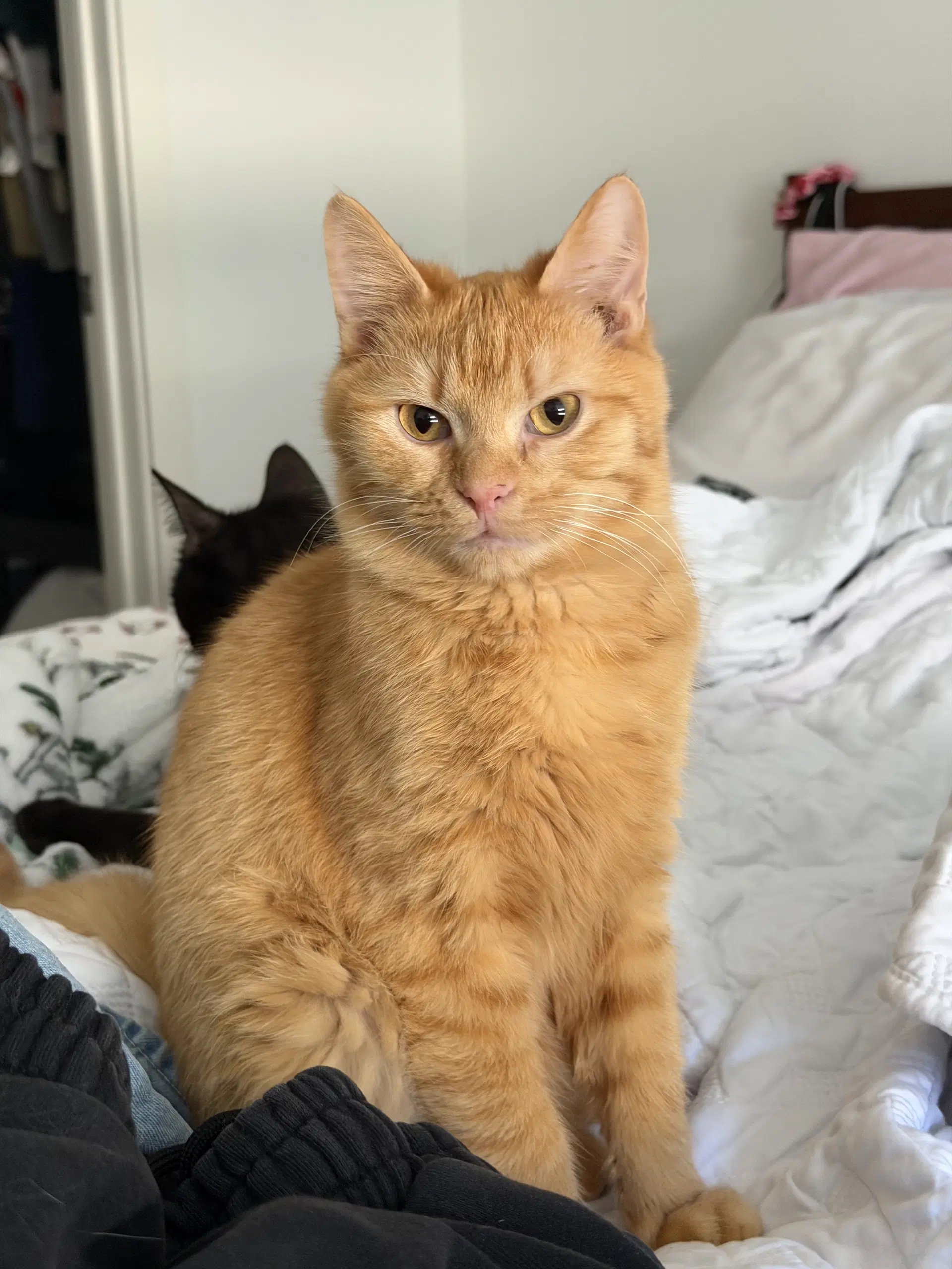 Rory - Domestic Short Hair