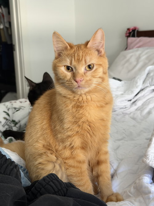 Rory, Young Domestic Short Hair, cat for adoption in Manassas, Virginia