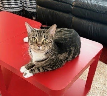 Cupcake, Adult Domestic Short Hair, cat for adoption in Manassas, Virginia