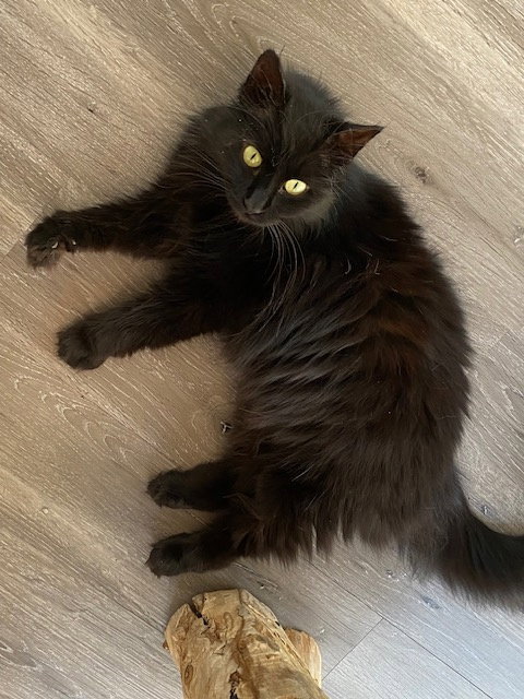 Calista, Young Domestic Medium Hair, cat for adoption in Manassas, Virginia
