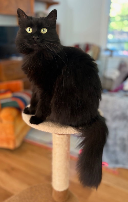 Calista, an adoptable Domestic Medium Hair in Reston, VA