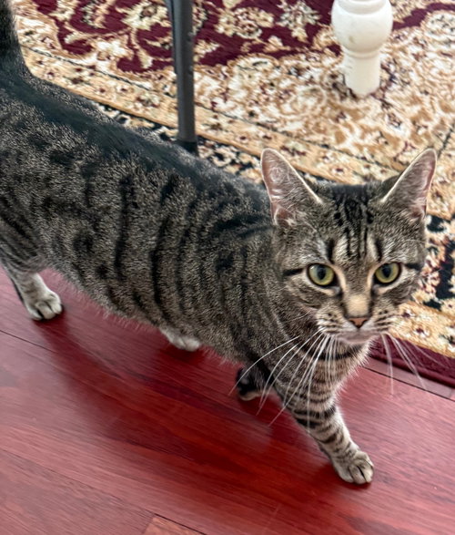 Bacon, Adult Domestic Short Hair, cat for adoption in Manassas, Virginia