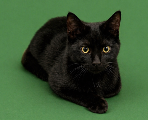 Harbour, an adoptable Domestic Short Hair in Reston, VA