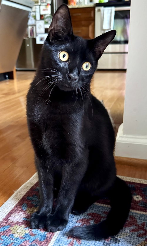 Harbour, Young Domestic Short Hair, cat for adoption in Manassas, Virginia